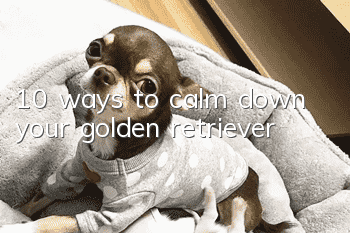 10 ways to calm down your golden retriever