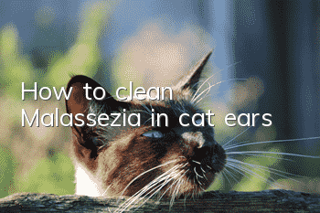 How to clean Malassezia in cat ears
