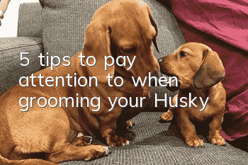 5 tips to pay attention to when grooming your Husky
