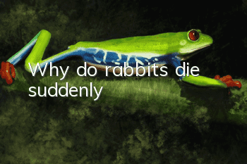 Why do rabbits die suddenly?