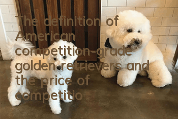 The definition of American competition-grade golden retrievers and the price of competition-grade golden retrievers