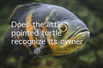 Does the little painted turtle recognize its owner?