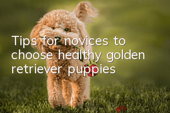 Tips for novices to choose healthy golden retriever puppies