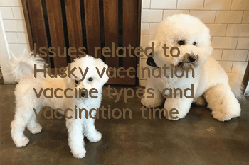 Issues related to Husky vaccination: vaccine types and vaccination time