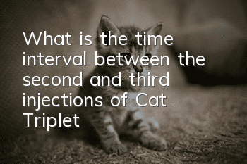 What is the time interval between the second and third injections of Cat Triplet?