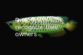 Do tropical fish recognize their owners?