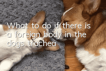 What to do if there is a foreign body in the dog’s trachea
