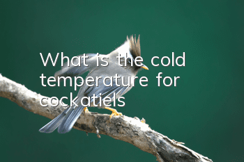 What is the cold temperature for cockatiels?