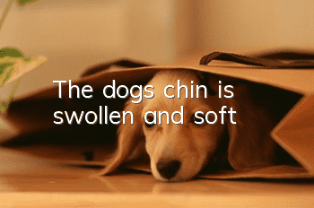 The dog's chin is swollen and soft