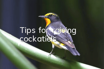 Tips for raising cockatiels