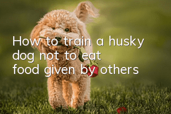 How to train a husky dog not to eat food given by others?