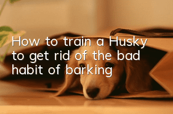 How to train a Husky to get rid of the bad habit of barking?