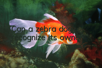 Can a zebra dog recognize its owner?