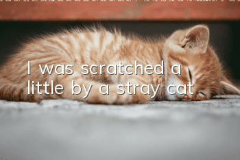 I was scratched a little by a stray cat