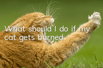 What should I do if my cat gets burned?