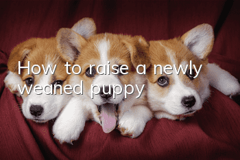 How to raise a newly weaned puppy