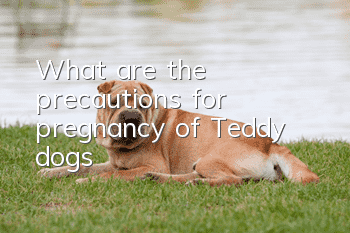 What are the precautions for pregnancy of Teddy dogs?