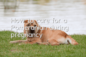How to care for a Pomeranian during pregnancy