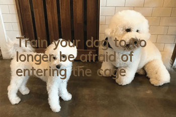 Train your dog to no longer be afraid of entering the cage