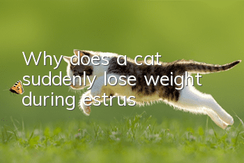 Why does a cat suddenly lose weight during estrus?