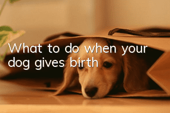 What to do when your dog gives birth