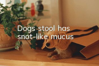 Dog's stool has snot-like mucus