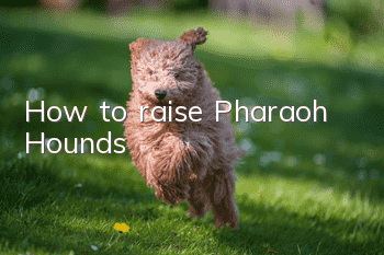 How to raise Pharaoh Hounds