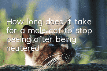 How long does it take for a male cat to stop peeing after being neutered?