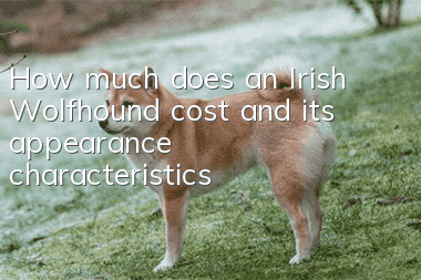 How much does an Irish Wolfhound cost and its appearance characteristics?