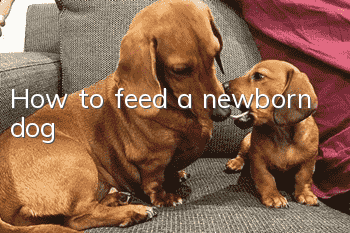 How to feed a newborn dog