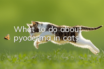What to do about pyoderma in cats