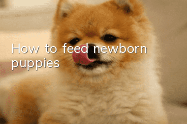 How to feed newborn puppies