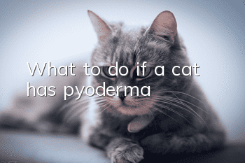 What to do if a cat has pyoderma