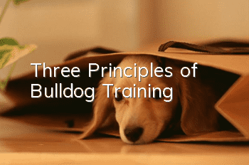 Three Principles of Bulldog Training