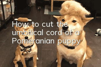 How to cut the umbilical cord of a Pomeranian puppy