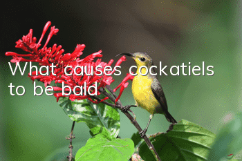 What causes cockatiels to be bald?