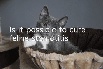 Is it possible to cure feline stomatitis?