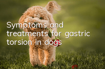 Symptoms and treatments for gastric torsion in dogs