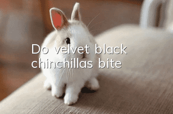 Do velvet black chinchillas bite?