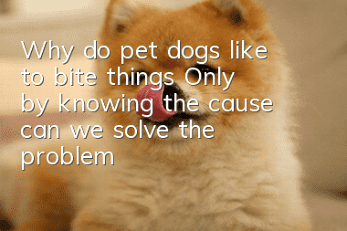 Why do pet dogs like to bite things? Only by knowing the cause can we solve the problem