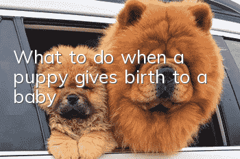 What to do when a puppy gives birth to a baby
