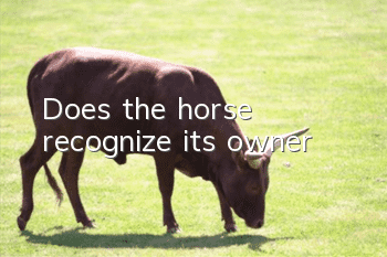 Does the horse recognize its owner?