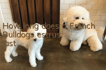 How long does a French Bulldog's estrus last?