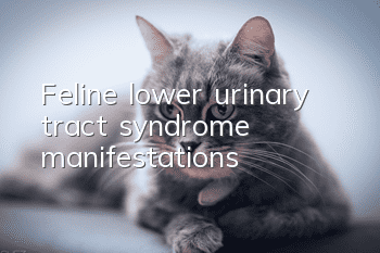 Feline lower urinary tract syndrome manifestations