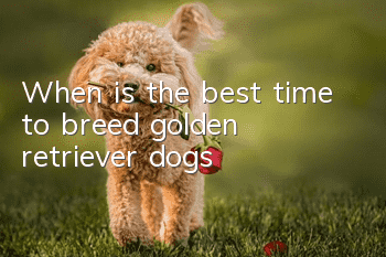When is the best time to breed golden retriever dogs?