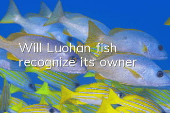Will Luohan fish recognize its owner?