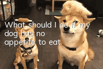 What should I do if my dog has no appetite to eat?