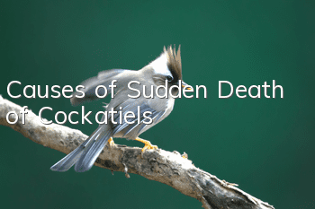 Causes of Sudden Death of Cockatiels