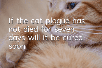 If the cat plague has not died for seven days, will it be cured soon?
