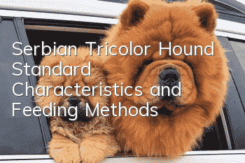 Serbian Tricolor Hound Standard Characteristics and Feeding Methods
